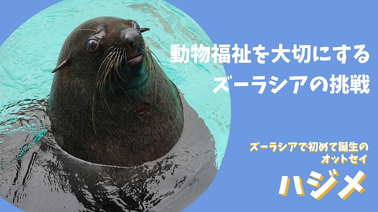 ズーラシア｜動物が幸せに過ごせるように。オットセイに快適な